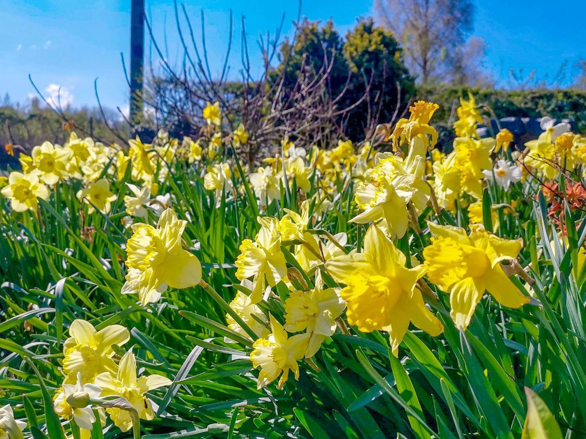 Daffodils Villa Coanwood Bagian luar foto
